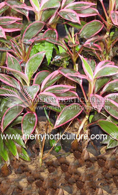 Cordyline pink edge